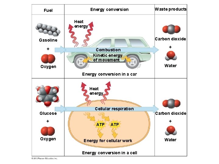 Energy conversion Fuel Waste products Heat energy Carbon dioxide Gasoline Combustion Kinetic energy of