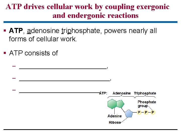 ATP drives cellular work by coupling exergonic and endergonic reactions § ATP, adenosine triphosphate,