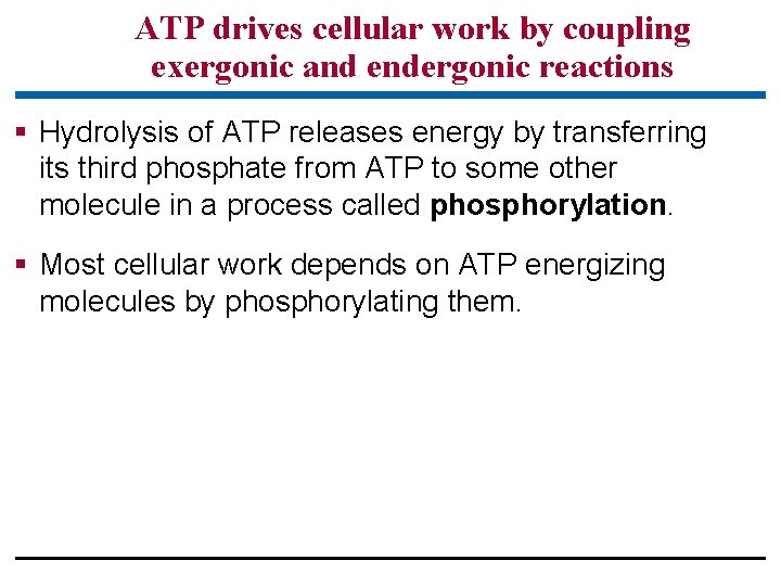 ATP drives cellular work by coupling exergonic and endergonic reactions § Hydrolysis of ATP