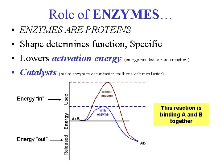 Role of ENZYMES… • • ENZYMES ARE PROTEINS Shape determines function, Specific Lowers activation