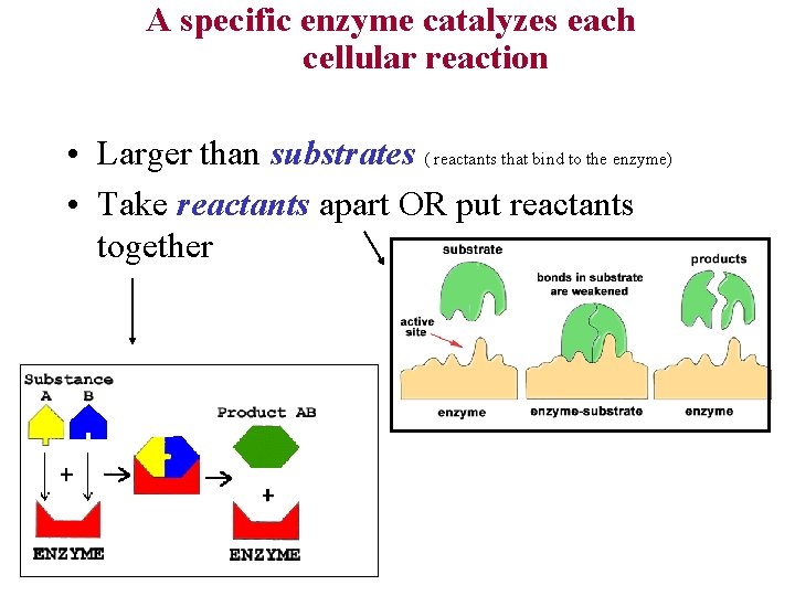 A specific enzyme catalyzes each cellular reaction • Larger than substrates ( reactants that