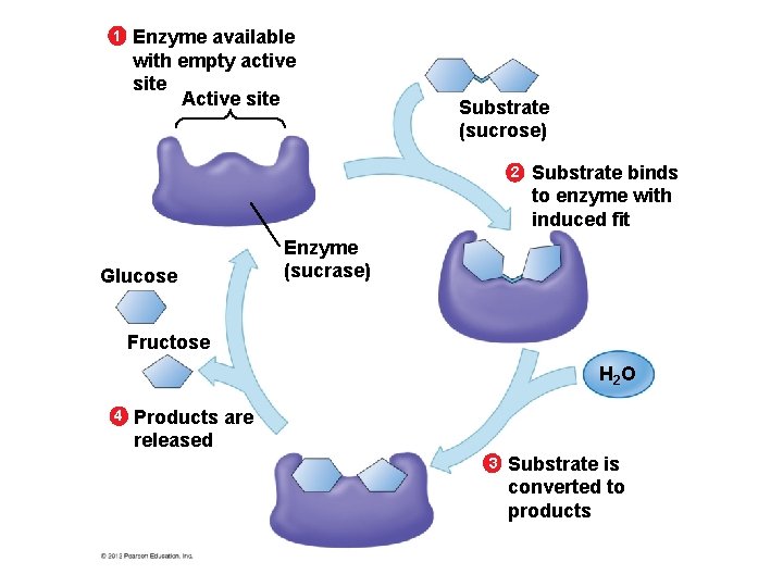 1 Enzyme available with empty active site Active site Substrate (sucrose) 2 Glucose Substrate