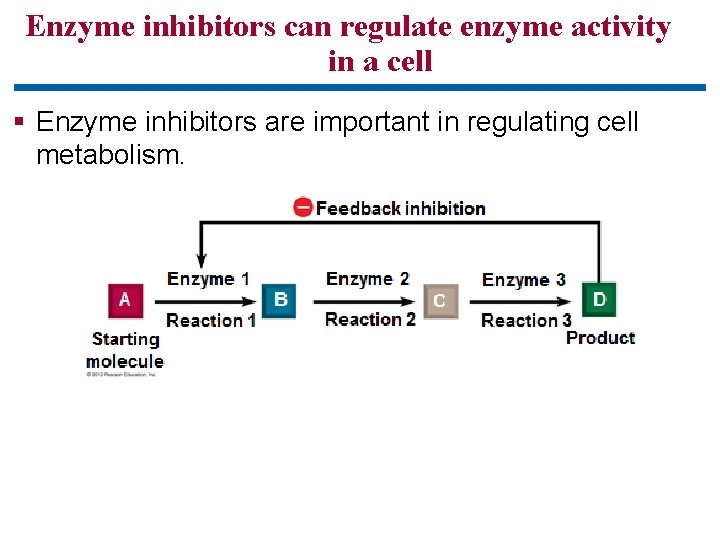 Enzyme inhibitors can regulate enzyme activity in a cell § Enzyme inhibitors are important