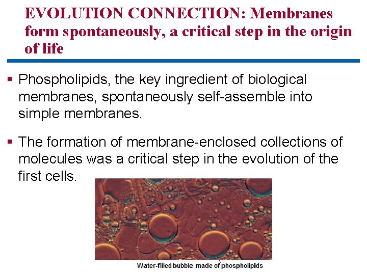 EVOLUTION CONNECTION: Membranes form spontaneously, a critical step in the origin of life §