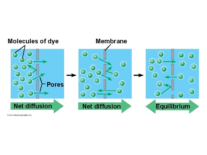 Molecules of dye Membrane Pores Net diffusion Equilibrium 