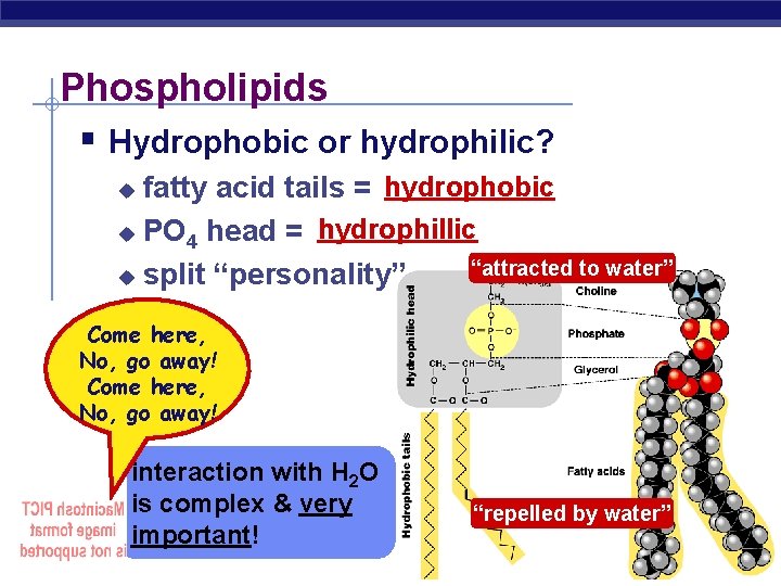 Phospholipids § Hydrophobic or hydrophilic? fatty acid tails = hydrophobic u PO 4 head