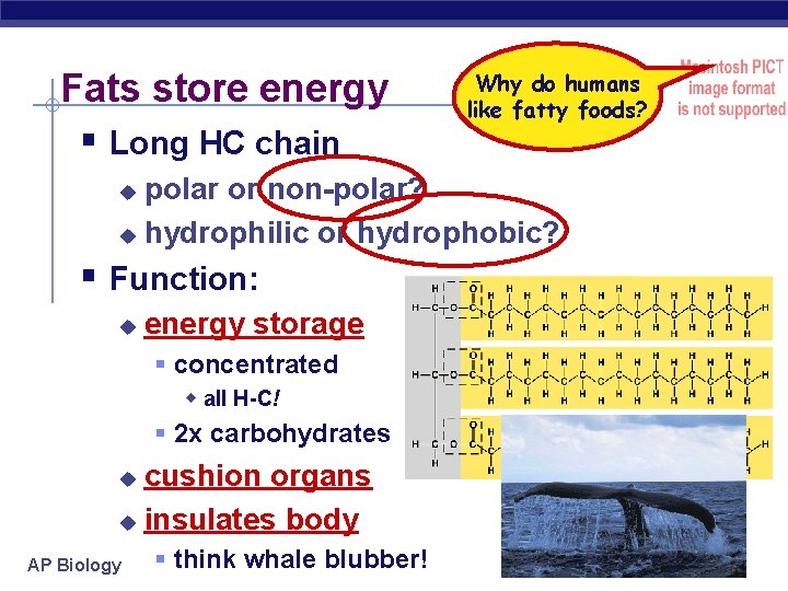 Fats store energy § Long HC chain Why do humans like fatty foods? polar