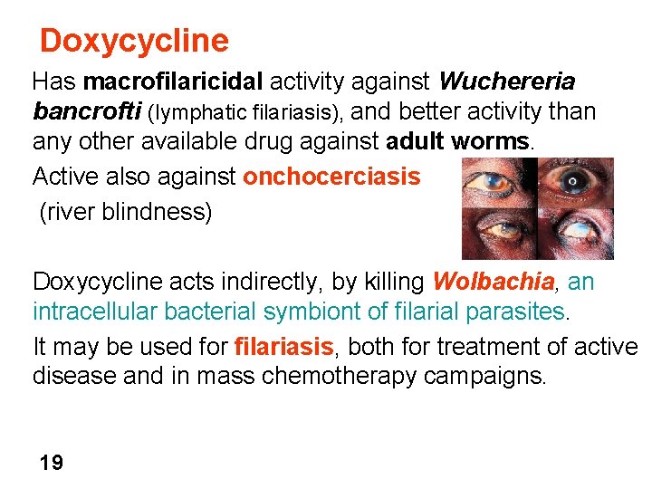 Doxycycline Has macrofilaricidal activity against Wuchereria bancrofti (lymphatic filariasis), and better activity than any