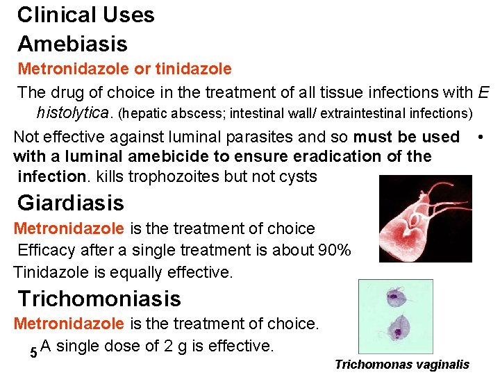 Clinical Uses Amebiasis Metronidazole or tinidazole The drug of choice in the treatment of