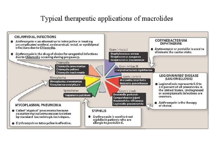 Typical therapeutic applications of macrolides 