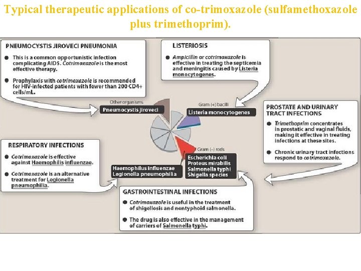 Typical therapeutic applications of co-trimoxazole (sulfamethoxazole plus trimethoprim). 