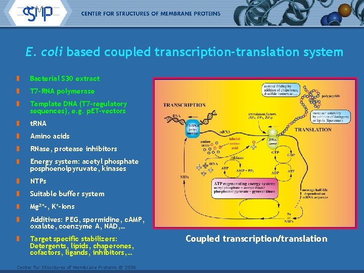E. coli based coupled transcription-translation system Bacterial S 30 extract T 7 -RNA polymerase