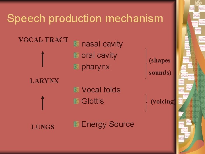 Speech production mechanism VOCAL TRACT nasal cavity oral cavity pharynx (shapes sounds) LARYNX Vocal