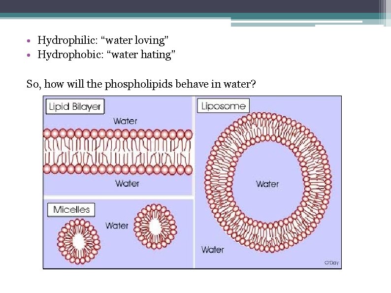  • Hydrophilic: “water loving” • Hydrophobic: “water hating” So, how will the phospholipids