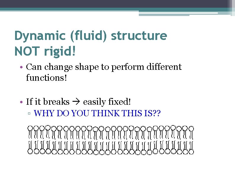 Dynamic (fluid) structure NOT rigid! • Can change shape to perform different functions! •
