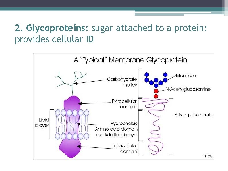 2. Glycoproteins: sugar attached to a protein: provides cellular ID 