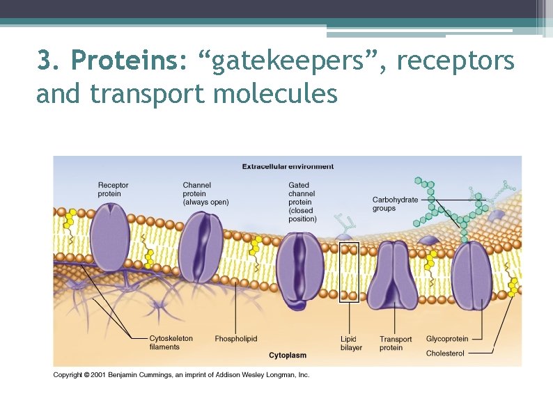 3. Proteins: “gatekeepers”, receptors and transport molecules 