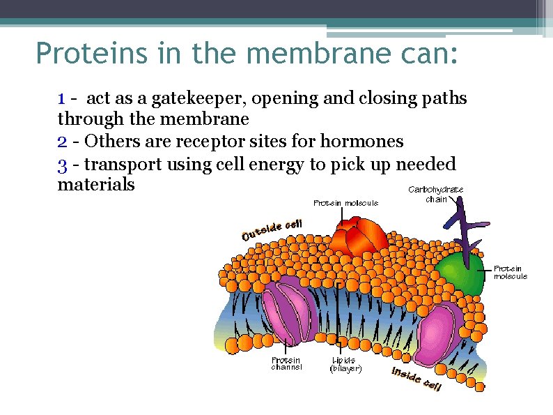 Proteins in the membrane can: 1 - act as a gatekeeper, opening and closing