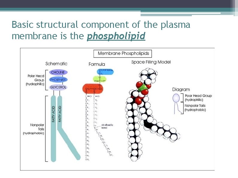 Basic structural component of the plasma membrane is the phospholipid 