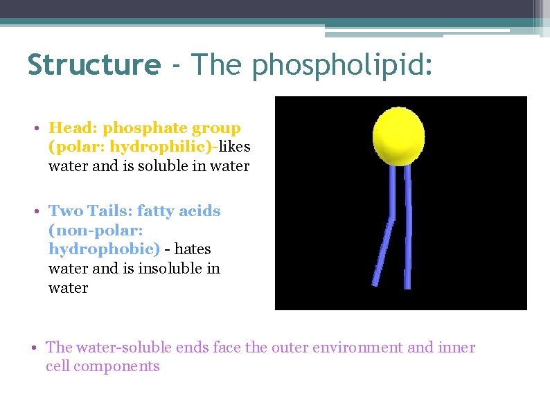 Structure - The phospholipid: • Head: phosphate group (polar: hydrophilic)-likes water and is soluble