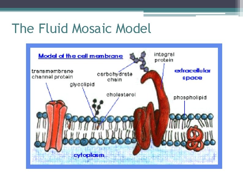 The Fluid Mosaic Model 
