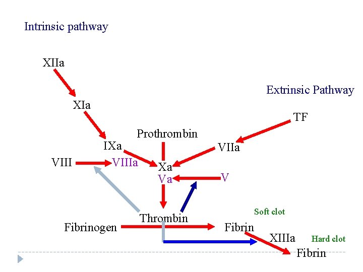 Intrinsic pathway XIIa Extrinsic Pathway XIa TF Prothrombin VIII IXa VIIIa Fibrinogen VIIa Xa