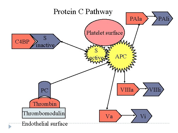 Protein C Pathway C 4 BP S inactive PAIa Platelet surface S active APC