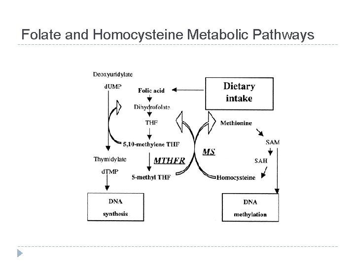 Folate and Homocysteine Metabolic Pathways 