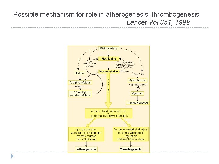 Possible mechanism for role in atherogenesis, thrombogenesis Lancet Vol 354, 1999 