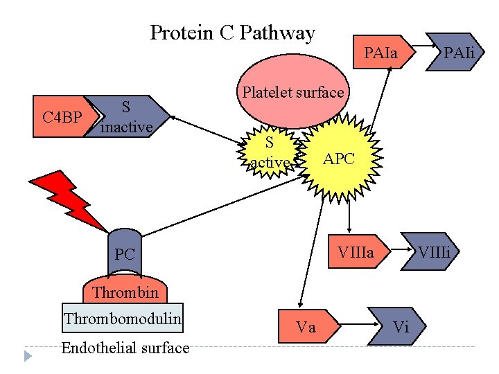 Protein C Pathway C 4 BP S inactive PAIa Platelet surface S active APC