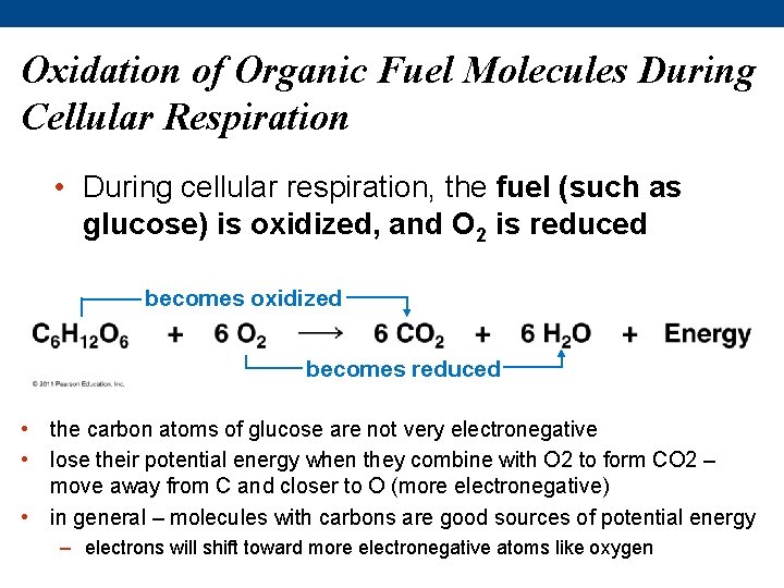 Oxidation of Organic Fuel Molecules During Cellular Respiration • During cellular respiration, the fuel