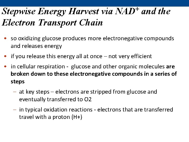 Stepwise Energy Harvest via NAD+ and the Electron Transport Chain • so oxidizing glucose