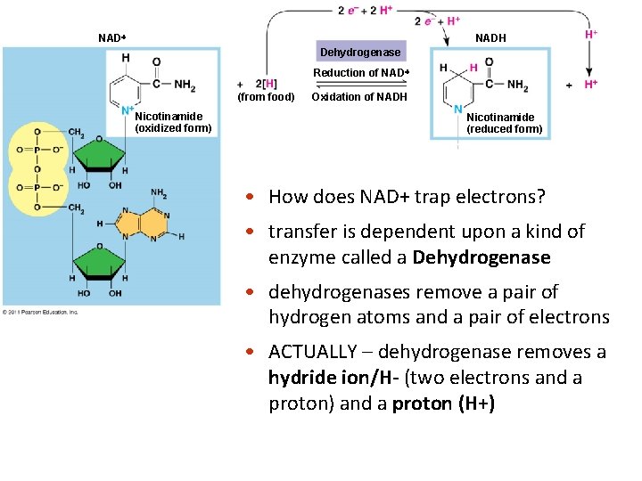 NAD NADH Dehydrogenase Reduction of NAD (from food) Nicotinamide (oxidized form) Oxidation of NADH