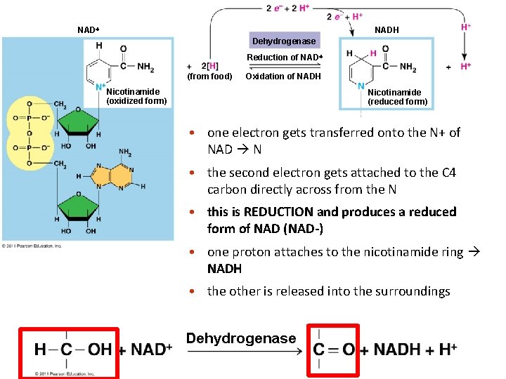 Figure 9. UN 04 NADH Dehydrogenase Reduction of NAD (from food) Oxidation of NADH