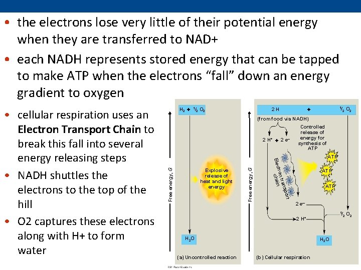  • the electrons lose very little of their potential energy when they are