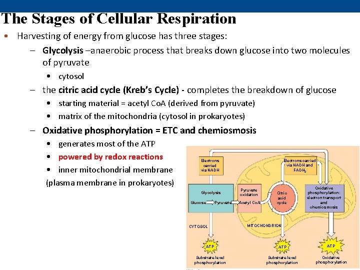 The Stages of Cellular Respiration • Harvesting of energy from glucose has three stages: