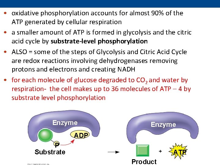  • oxidative phosphorylation accounts for almost 90% of the ATP generated by cellular