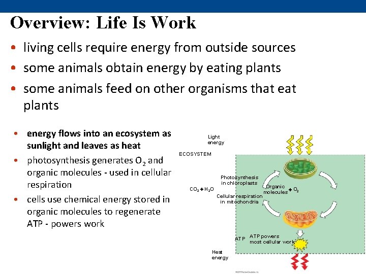 Overview: Life Is Work • living cells require energy from outside sources • some