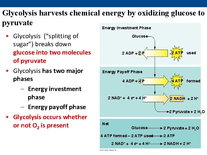 Glycolysis harvests chemical energy by oxidizing glucose to pyruvate Energy Investment Phase • Glycolysis