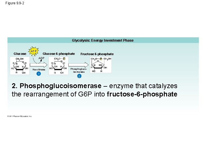 Figure 9. 9 -2 Glycolysis: Energy Investment Phase Glucose ATP Glucose 6 -phosphate Fructose