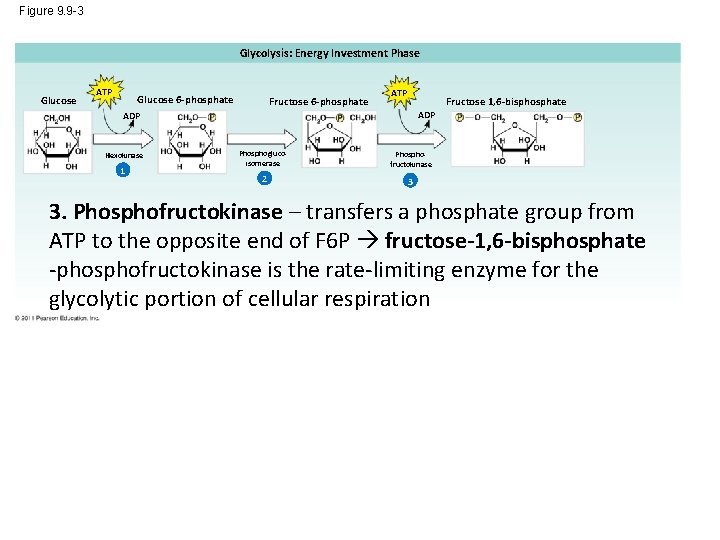 Figure 9. 9 -3 Glycolysis: Energy Investment Phase Glucose ATP Glucose 6 -phosphate Fructose