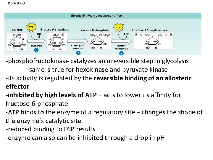 Figure 9. 9 -3 Glycolysis: Energy Investment Phase Glucose ATP Glucose 6 -phosphate Fructose