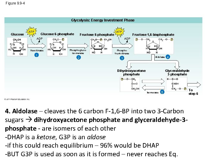 Figure 9. 9 -4 Glycolysis: Energy Investment Phase Glucose ATP Glucose 6 -phosphate Fructose