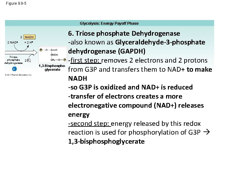 Figure 9. 9 -5 Glycolysis: Energy Payoff Phase 2 NADH 2 NAD Triose phosphate