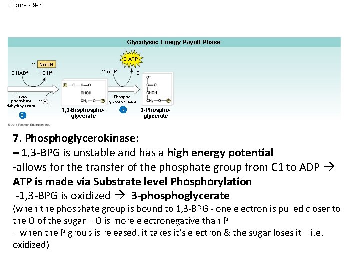 Figure 9. 9 -6 Glycolysis: Energy Payoff Phase 2 ATP 2 NADH 2 NAD