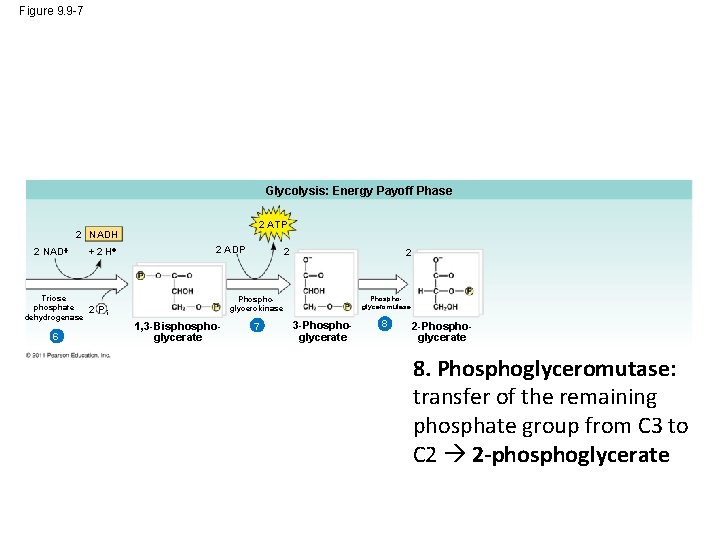 Figure 9. 9 -7 Glycolysis: Energy Payoff Phase 2 ATP 2 NADH 2 NAD