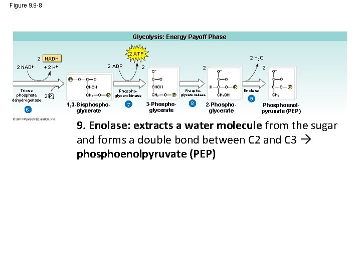 Figure 9. 9 -8 Glycolysis: Energy Payoff Phase 2 ATP 2 NADH 2 NAD