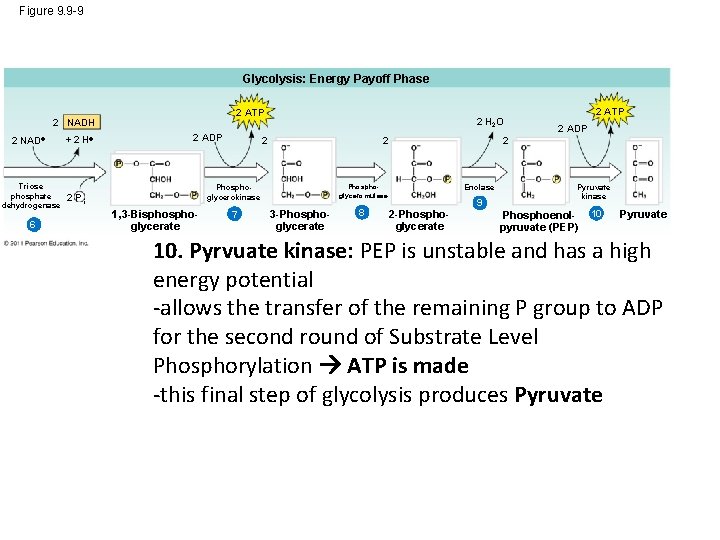 Figure 9. 9 -9 Glycolysis: Energy Payoff Phase 2 ATP 2 NADH 2 NAD