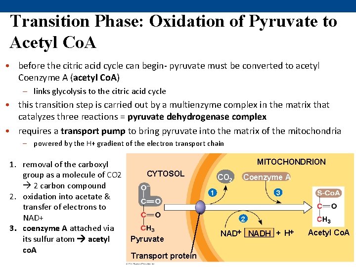 Transition Phase: Oxidation of Pyruvate to Acetyl Co. A • before the citric acid