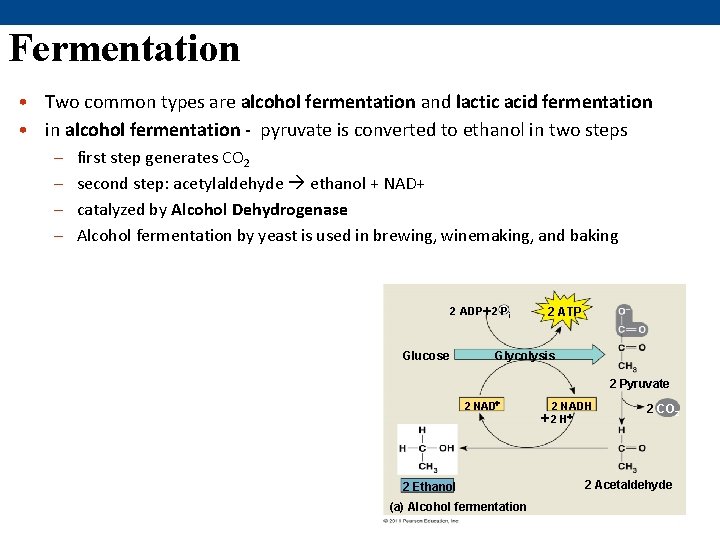 Fermentation • Two common types are alcohol fermentation and lactic acid fermentation • in